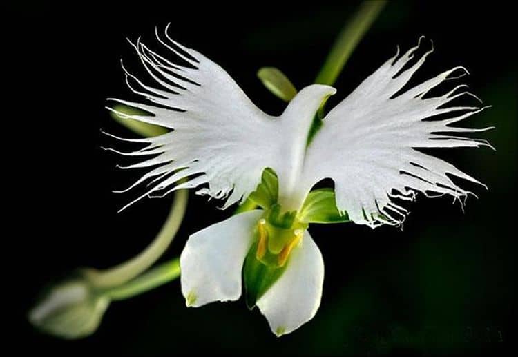 গা এগ্ৰেট অৰ্কিড