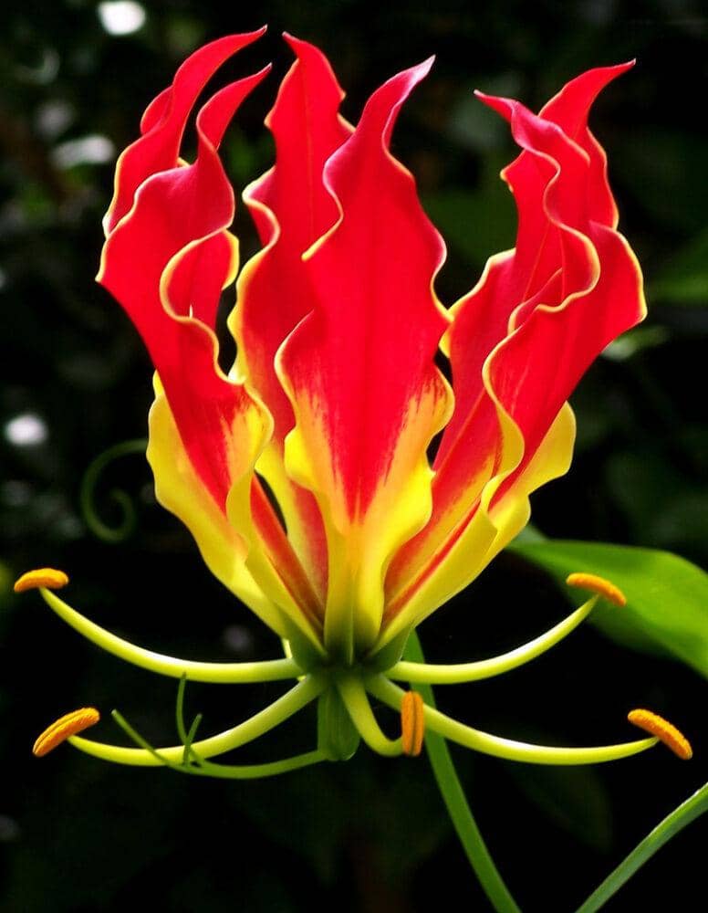 শিখা লিলি